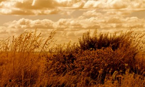 IMG_4797